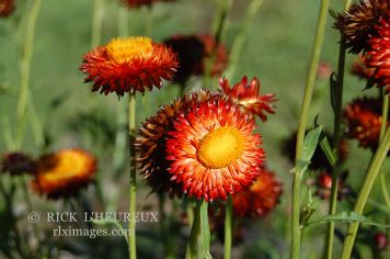 Glowing Red 